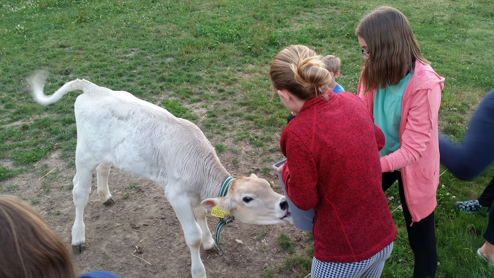 Výukový program pro děti - Cesta mléka - z pastviny až na stůl